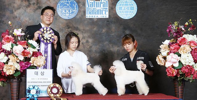 Master the Art of Dog Grooming in Singapore