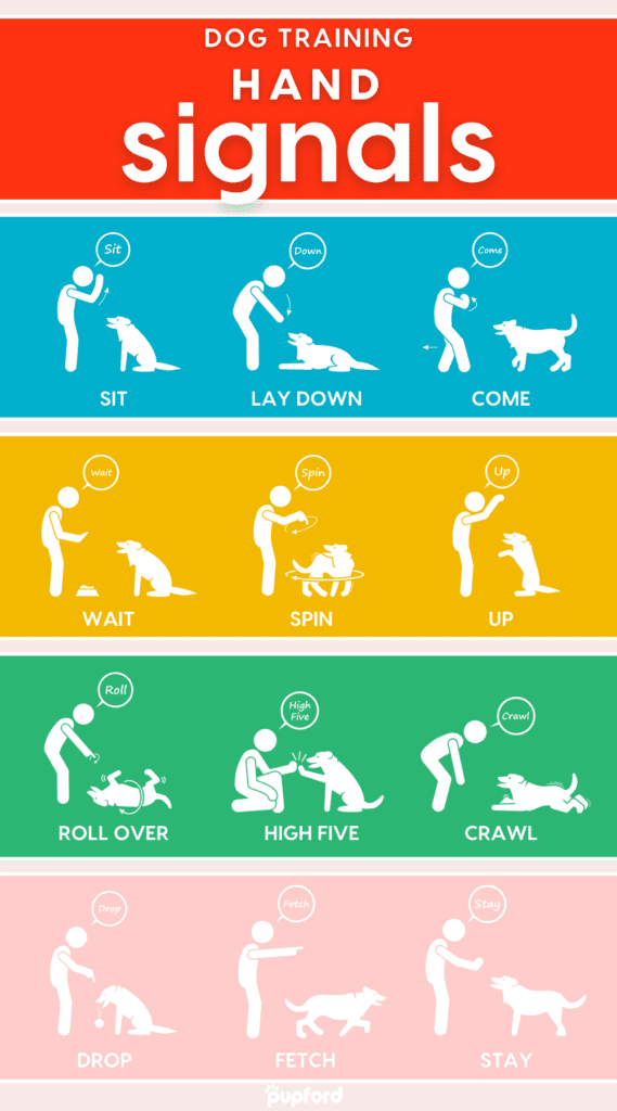 Mastering Dog Training with Hand Signals