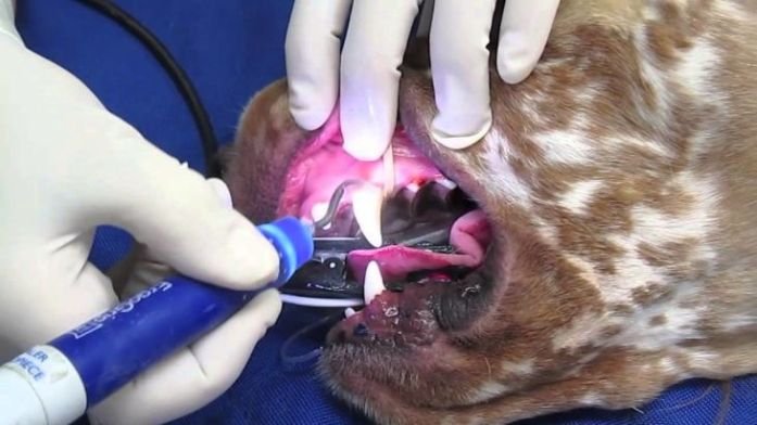 Non-Anesthesia Dog Teeth Cleaning in Singapore