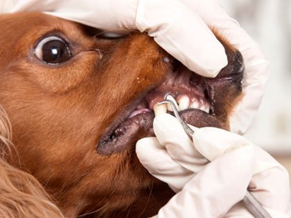 Non-Anesthesia Dog Teeth Cleaning in Singapore