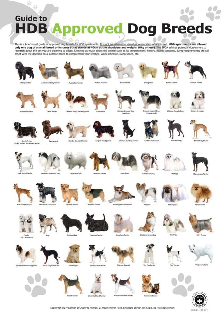 Popular Small Dog Breeds in Singapore