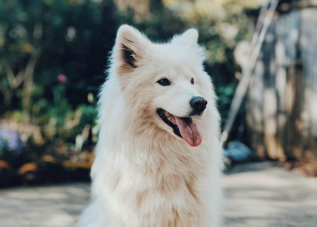 Samoyed Dog Price in Singapore: What You Need to Know