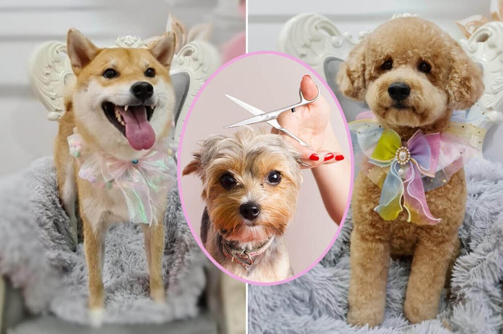 Shake n Dog: The Ultimate Pet Grooming Experience in Singapore