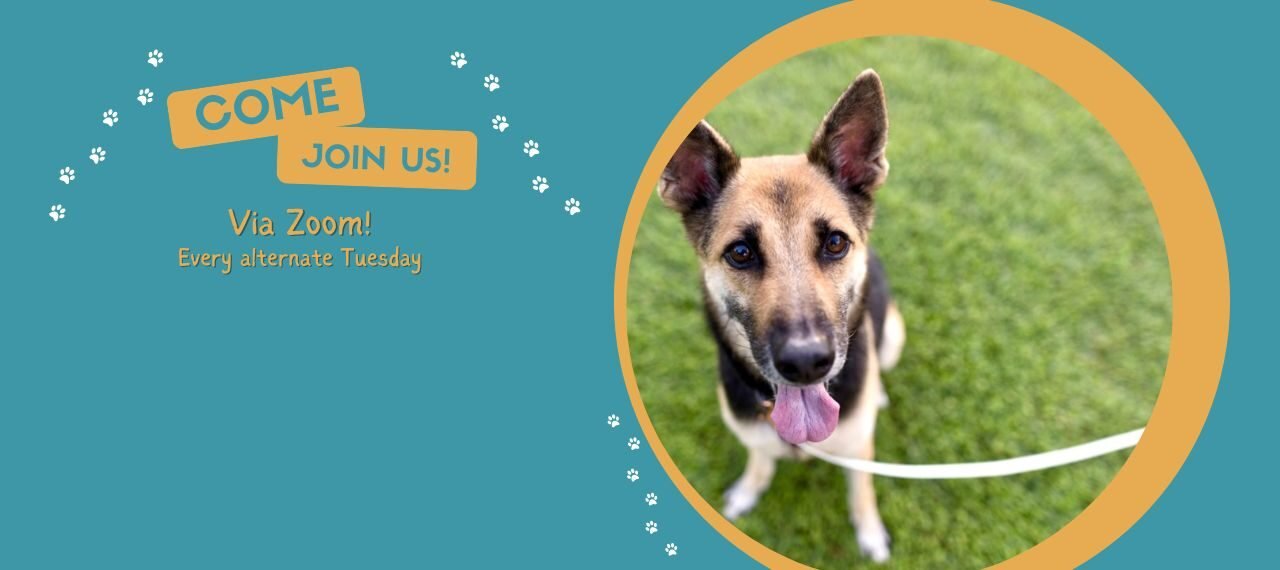Sponsor a Dog in Singapore: Give a Loving Home