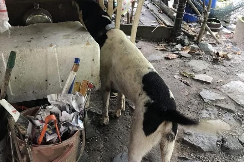 Taking Action to Address Singapores Stray Dog Issue