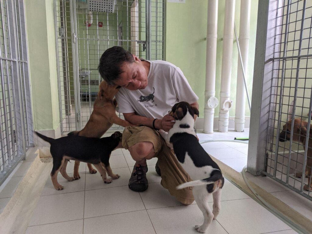 Taking Action to Help Singapores Dogs