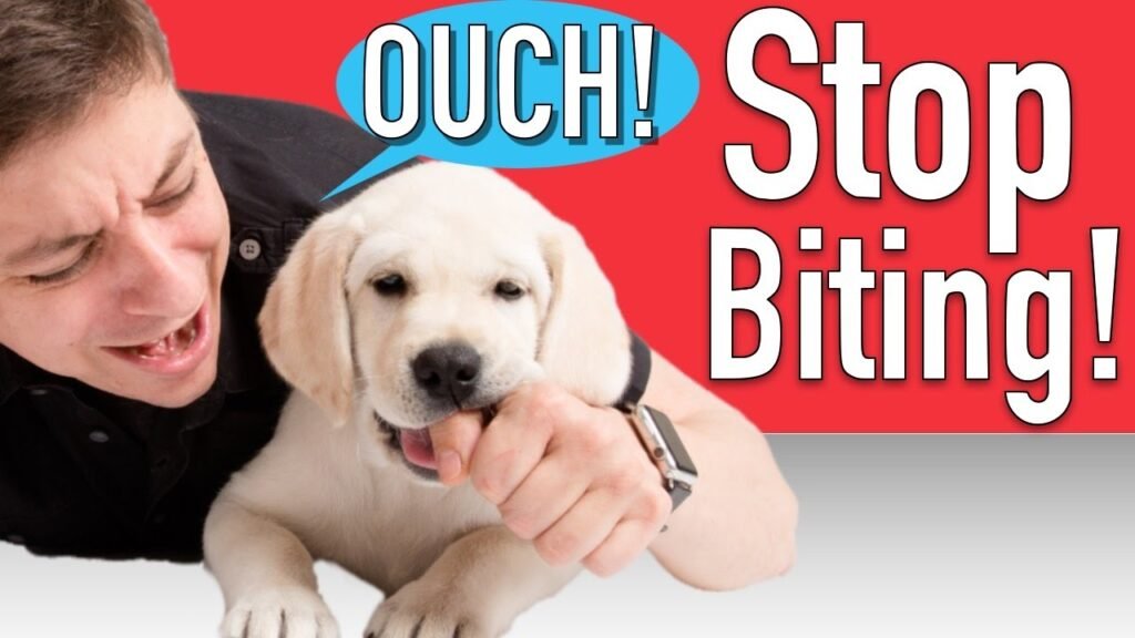 Teaching Your Dog to Stop Biting
