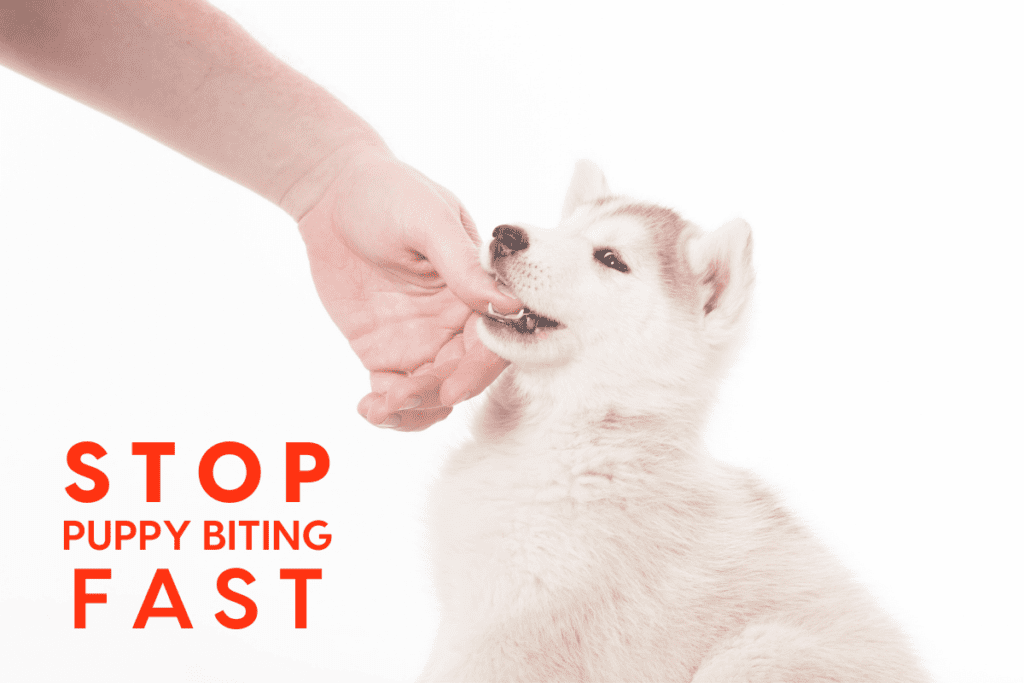 Teaching Your Dog to Stop Biting