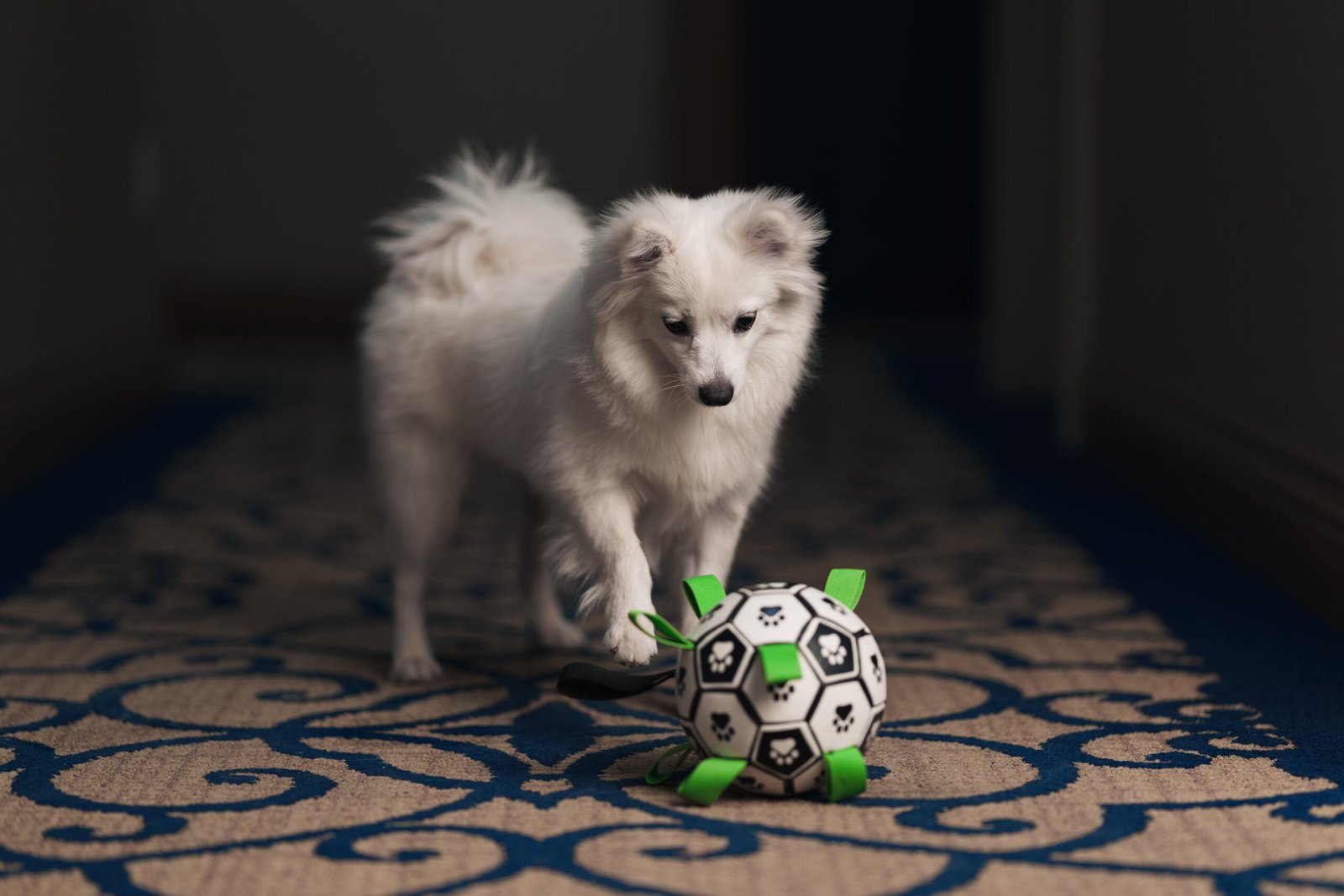 The American Eskimo Dog Breed: A Popular Choice in Singapore