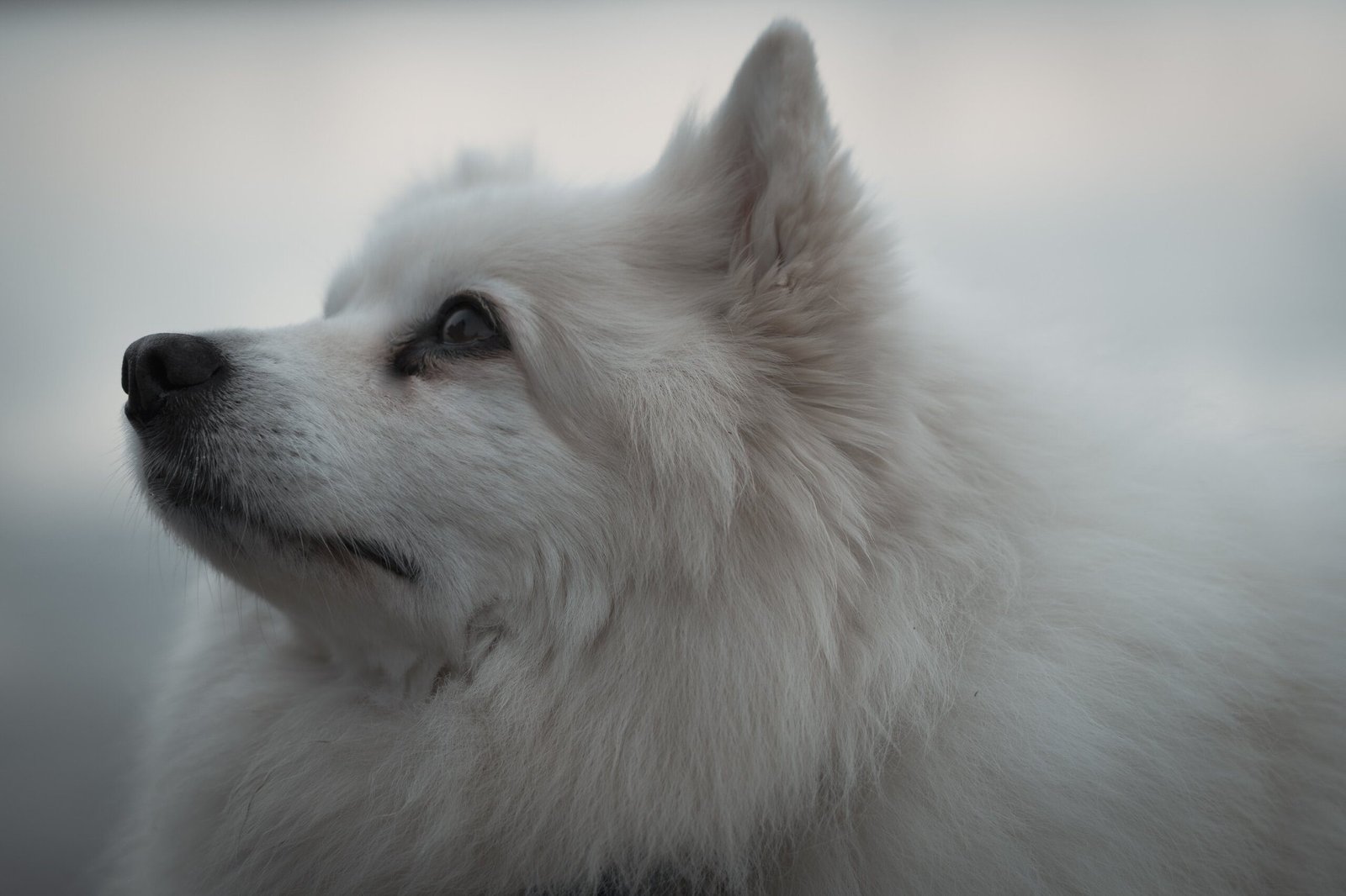 The American Eskimo Dog Breed: A Popular Choice in Singapore