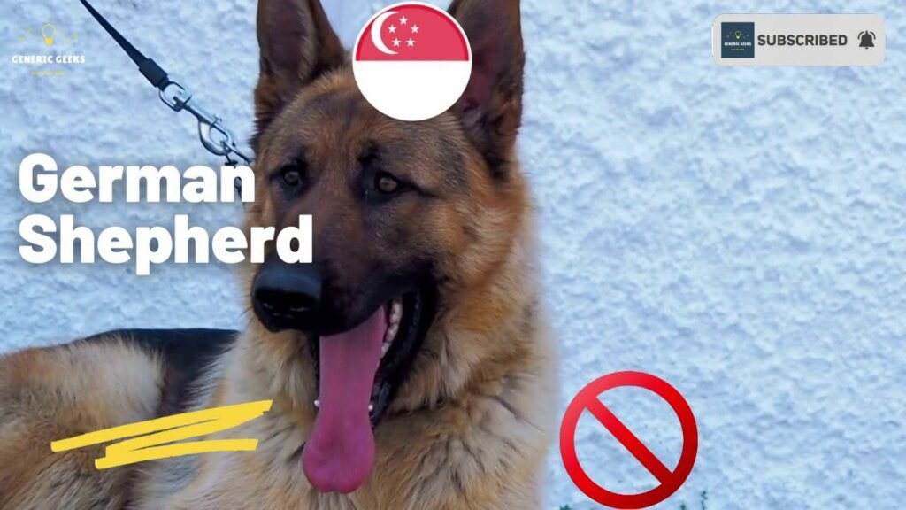 The Ban on Dogs in Singapore