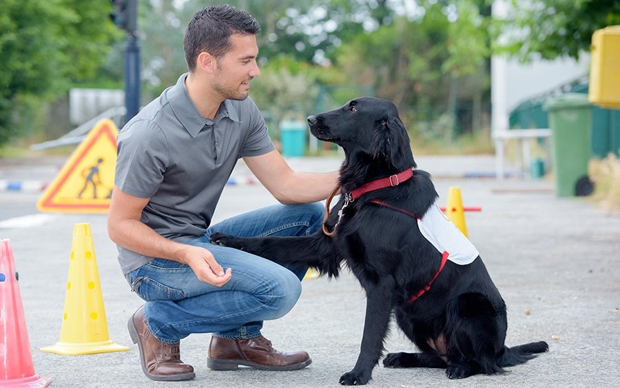 The Basics of Training a Service Dog