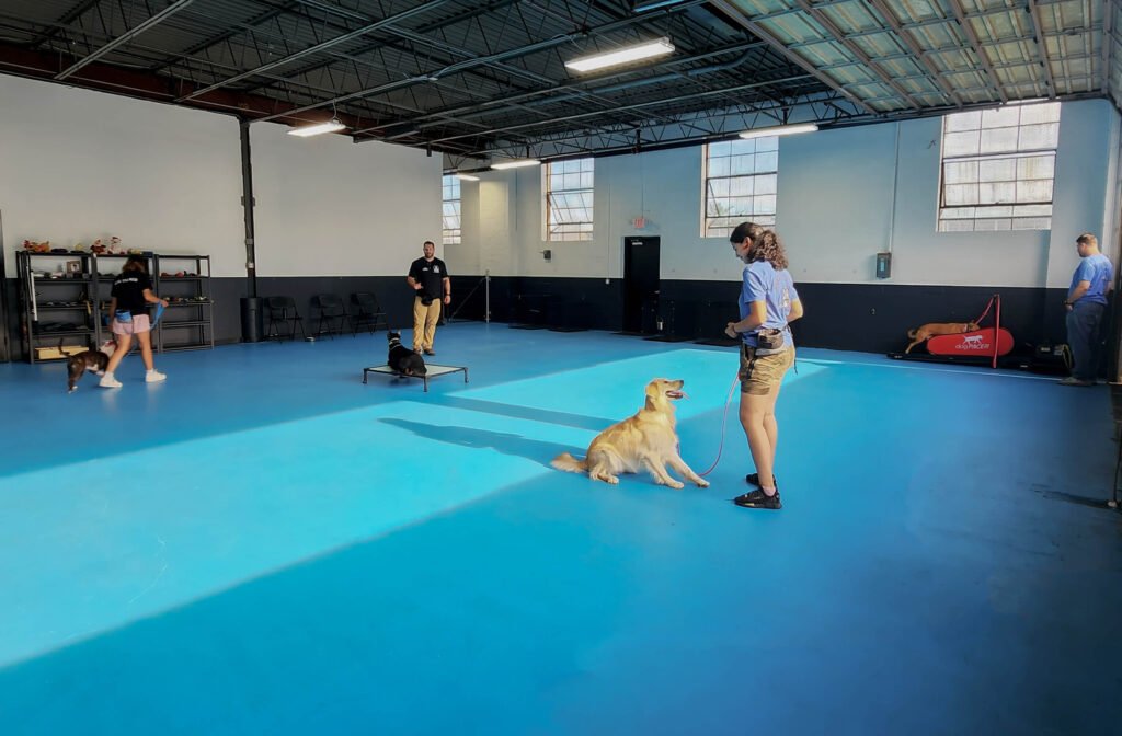 The Benefits of Dog Training with Boarding