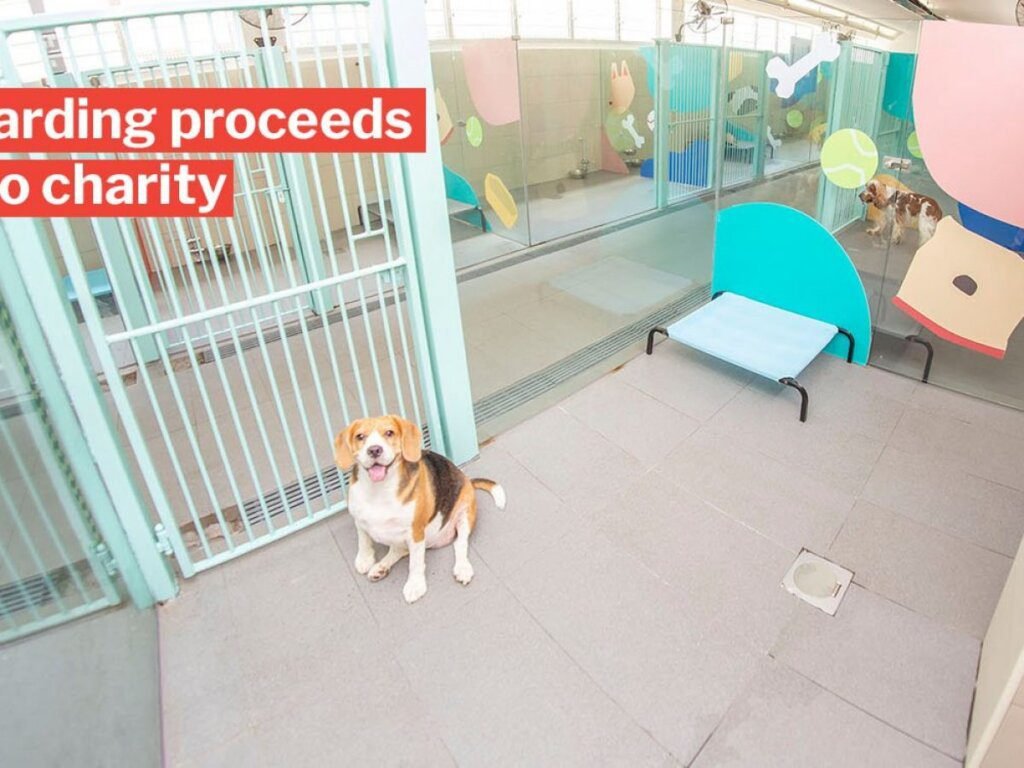 The Best Dog Boarding Facilities in Singapore