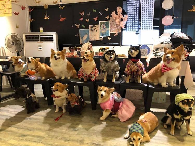 The Best Dog Cafes in West Singapore