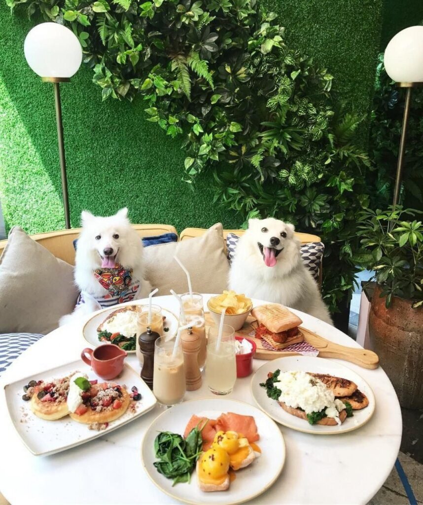 The Best Dog-Friendly Cafes in Singapore