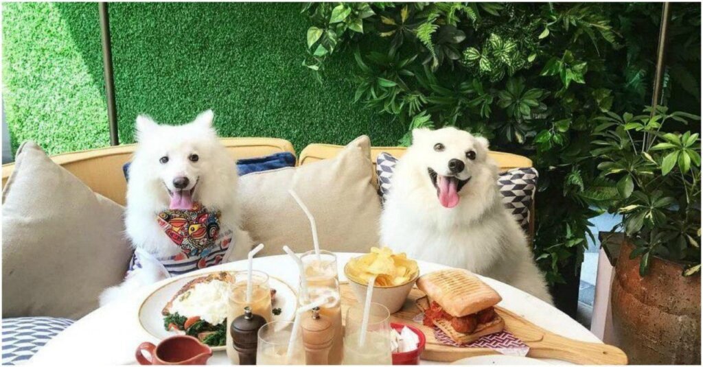 The Best Dog-friendly Cafes in Singapore