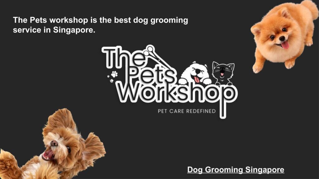 The Best Dog Grooming Services in Singapore