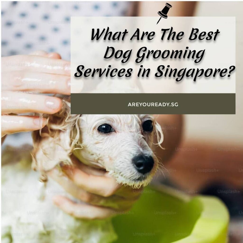 The Best Dog Grooming Services in Singapore