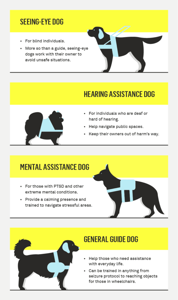 The Process of Getting a Service Dog in Singapore