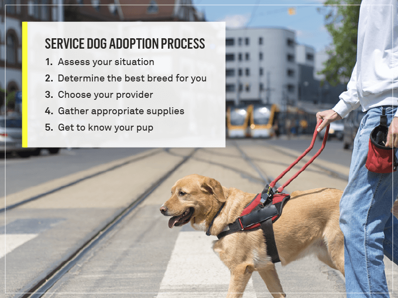 The Process of Getting a Service Dog in Singapore