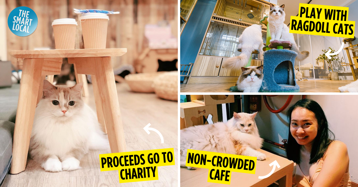 The Purr-fect Spot: Exploring Cat Cafes in Singapore