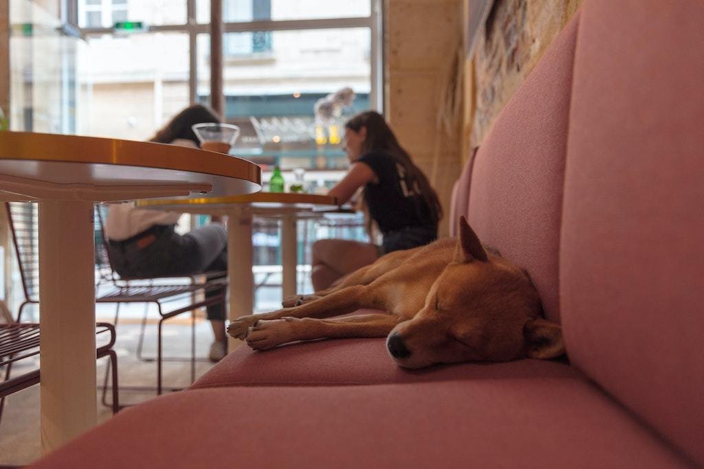 The Ultimate Guide to Dog Friendly Cafes in Singapore