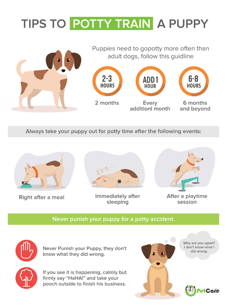 The Ultimate Guide to Dog Toilet Training in Singapore