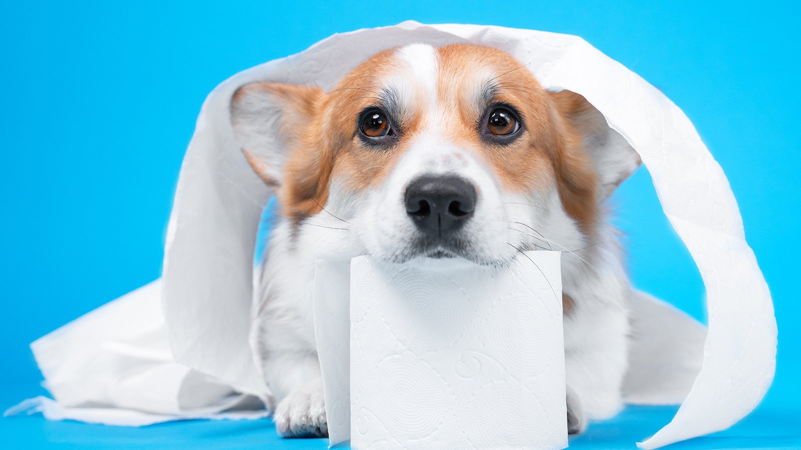 The Ultimate Guide to Dog Toilet Training in Singapore