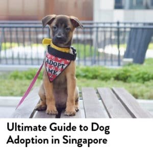 The Ultimate Guide to Having a Dog in Singapore