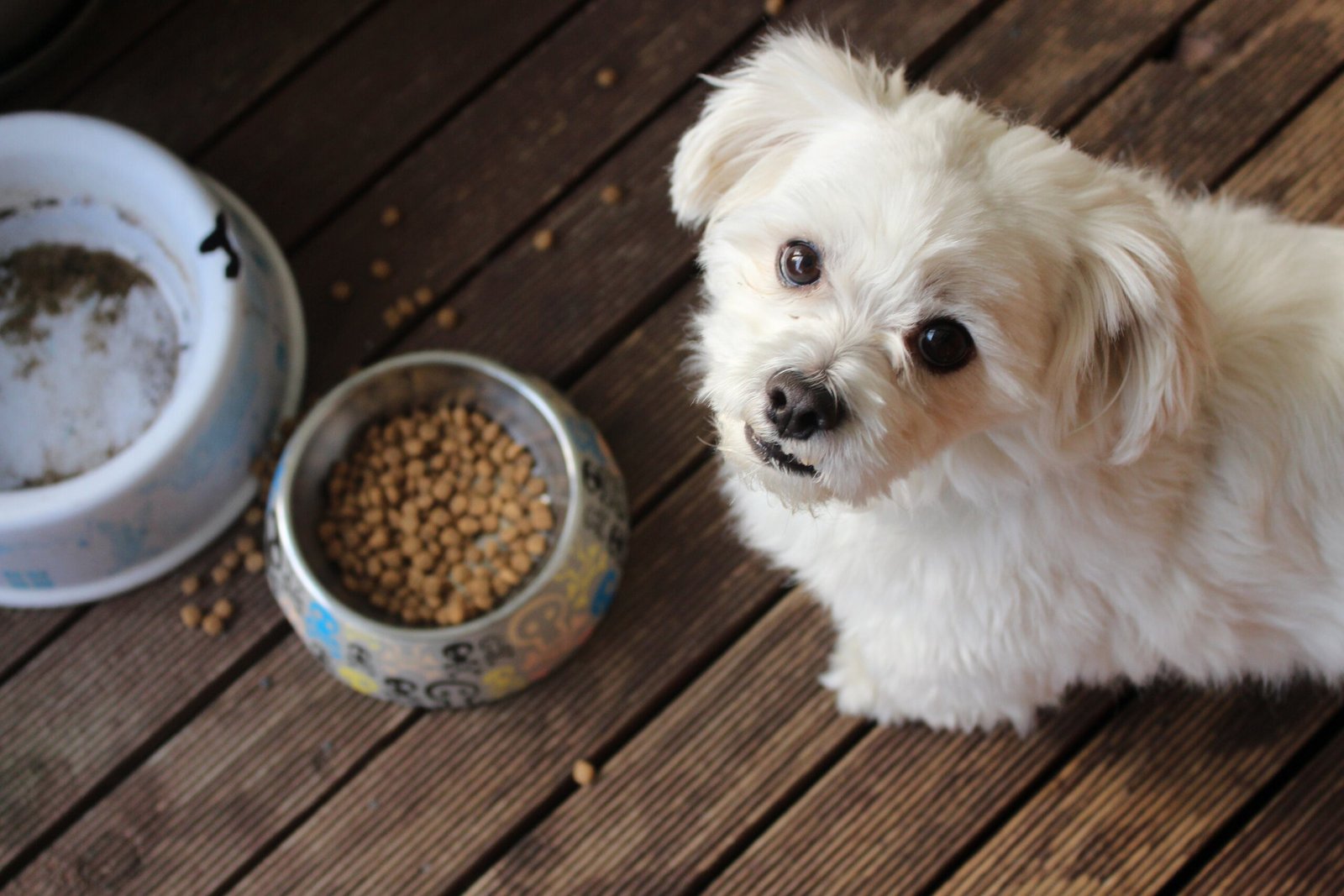 Top 10 Best Dog Food Brands in Singapore