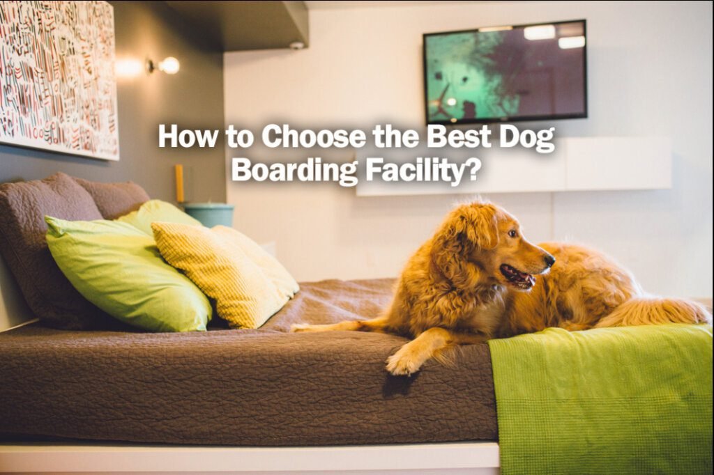 Top 5 Puppy Boarding Tips
