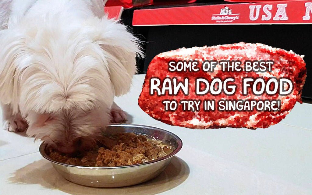 Top 5 Raw Dog Food Brands in Singapore