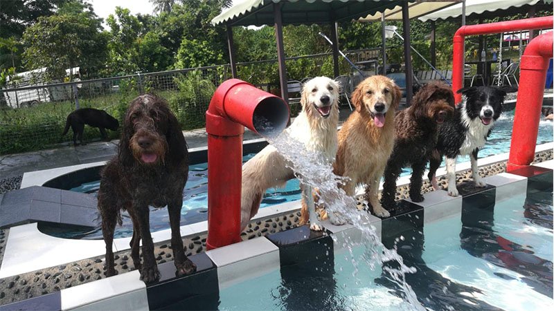 Top Dog-Friendly Parks in Singapore