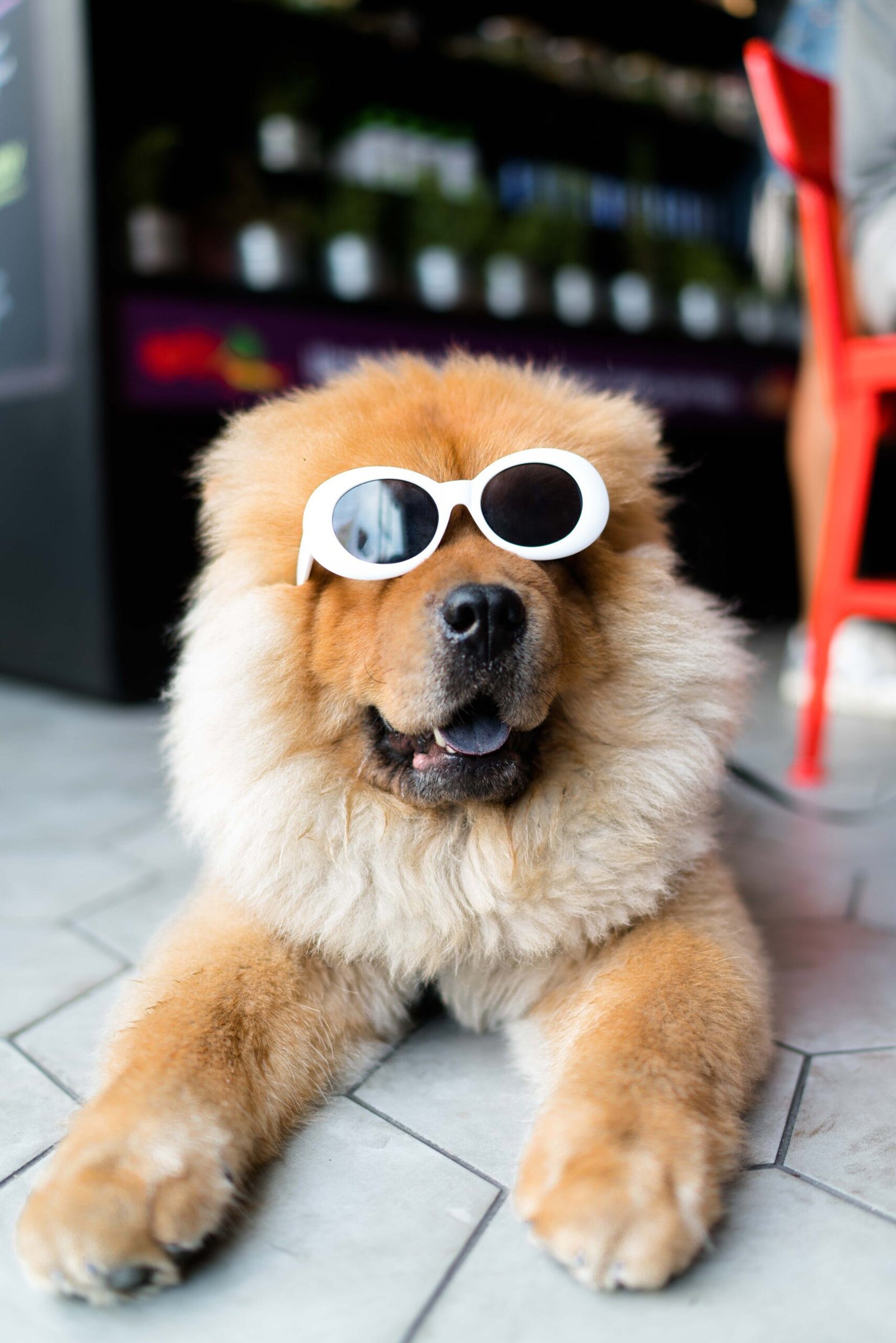 Top Dog Grooming Services in Singapore