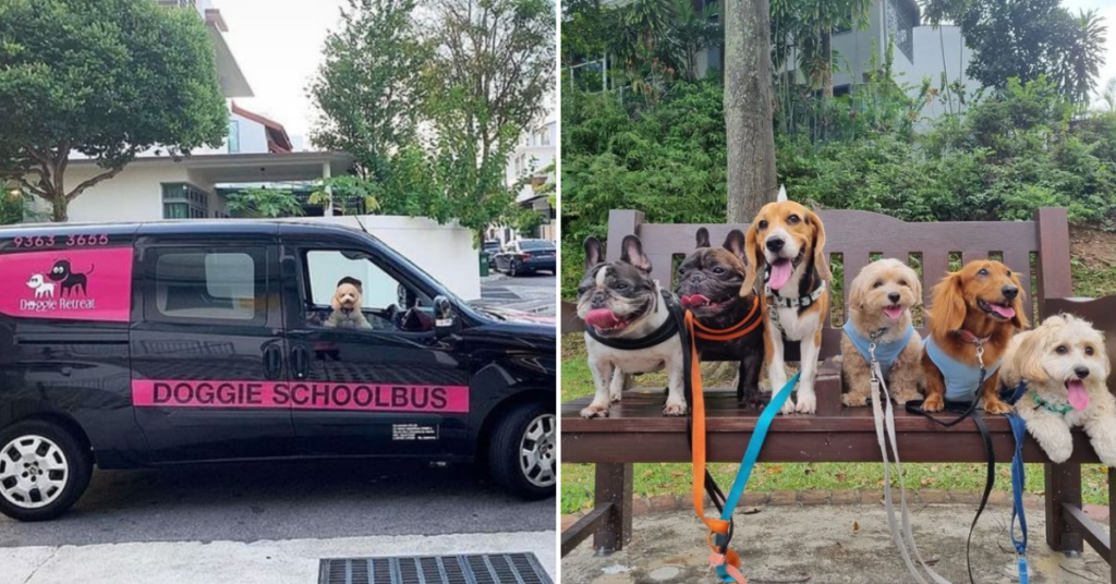 Top-rated Dog Boarding Services in Singapore