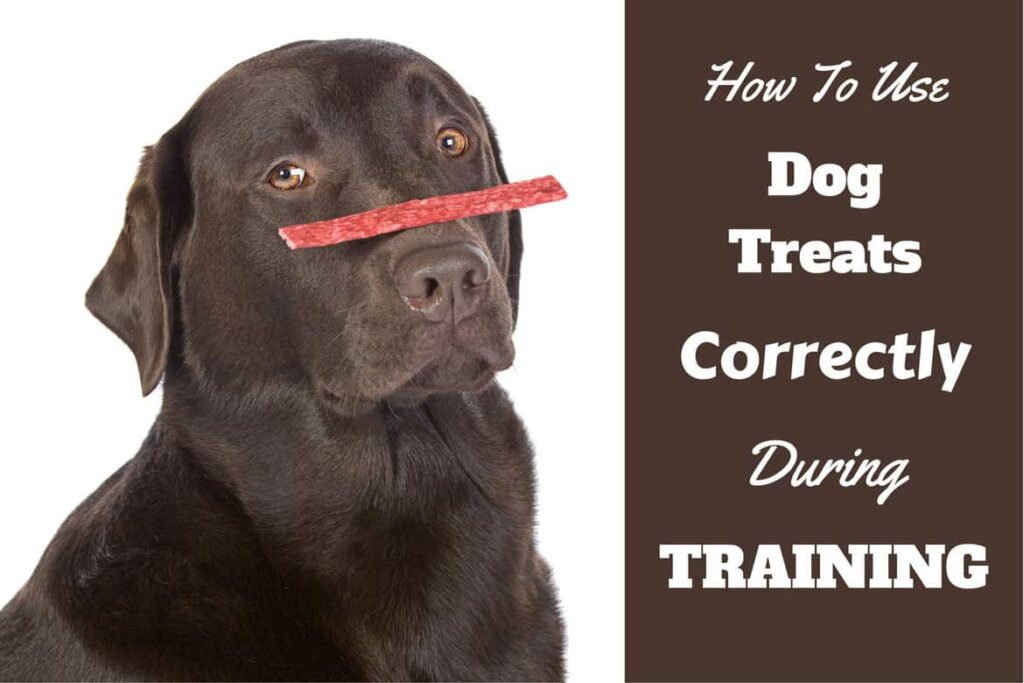 Training Your Dog with Tasty Treats