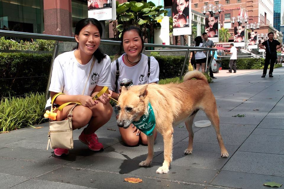 Volunteer Opportunities at a Singapore Dog Shelter