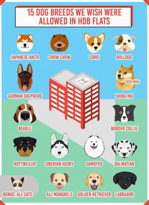 What is the maximum number of dogs you can own in Singapore?