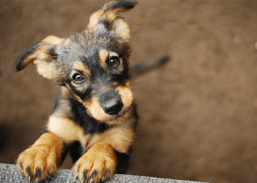Where to Adopt a Dog in Singapore