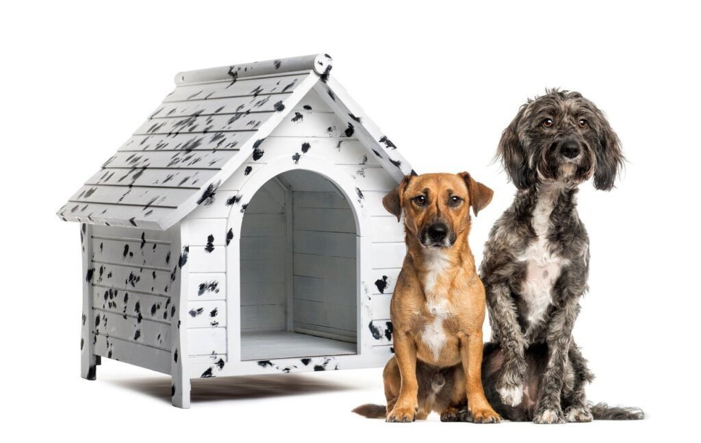 Where to Find a Dog House in Singapore