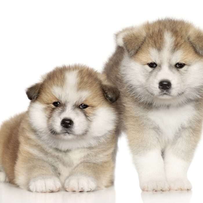 Where to Find Akita Dogs in Singapore