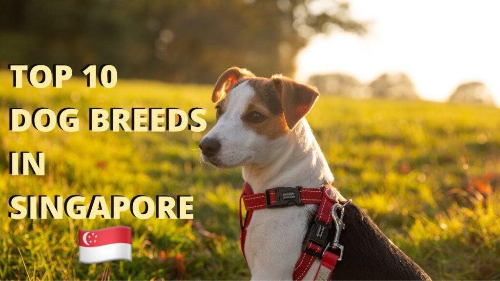 Where to Find the Best Dog Breeders in Singapore