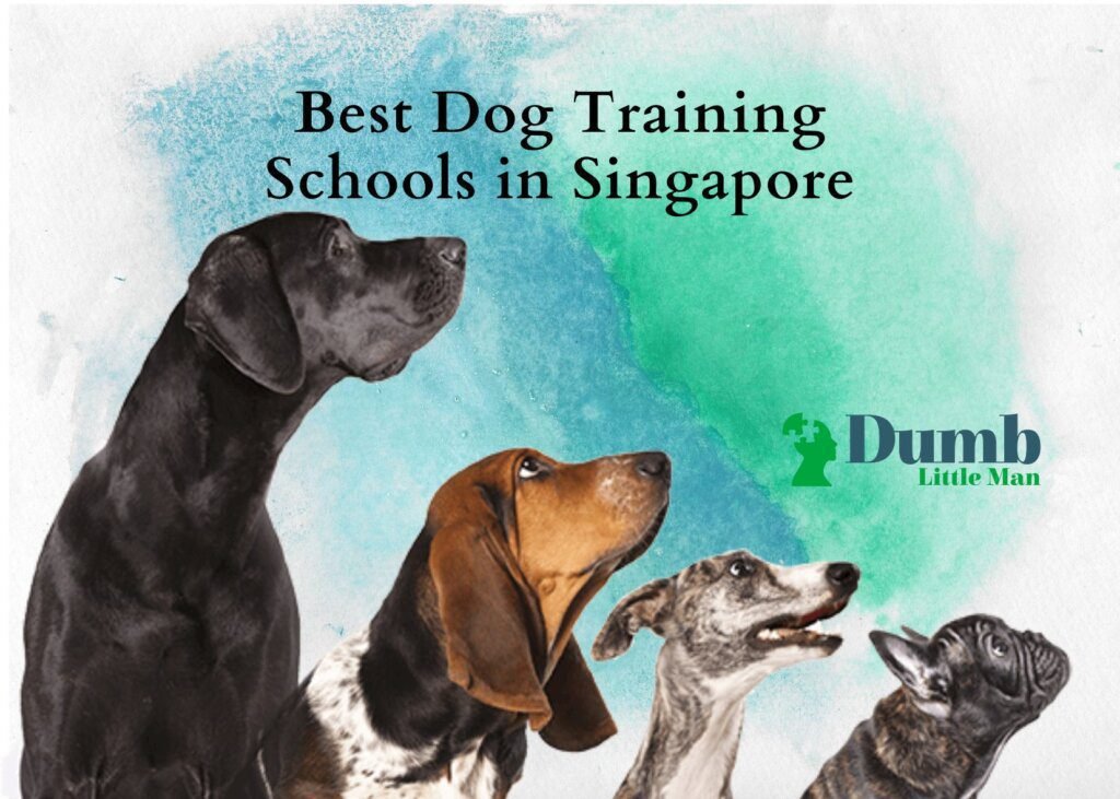 Where to Find Your Perfect Canine Companion in Singapore