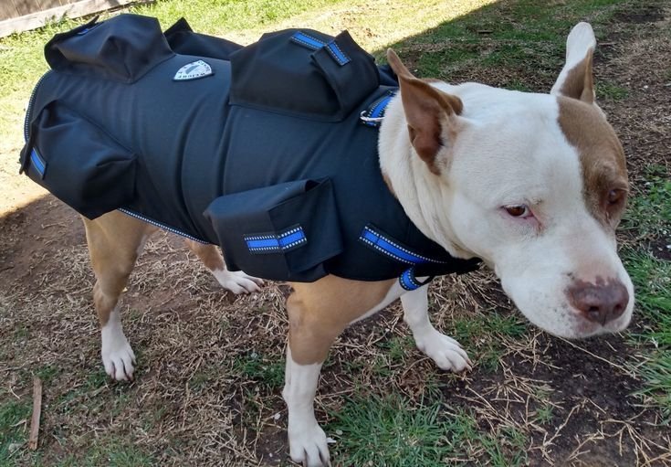 Why Your Dog Needs a Weighted Vest