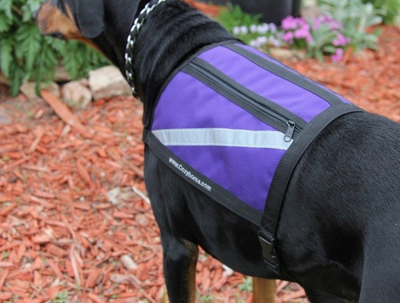 Why Your Dog Needs a Weighted Vest