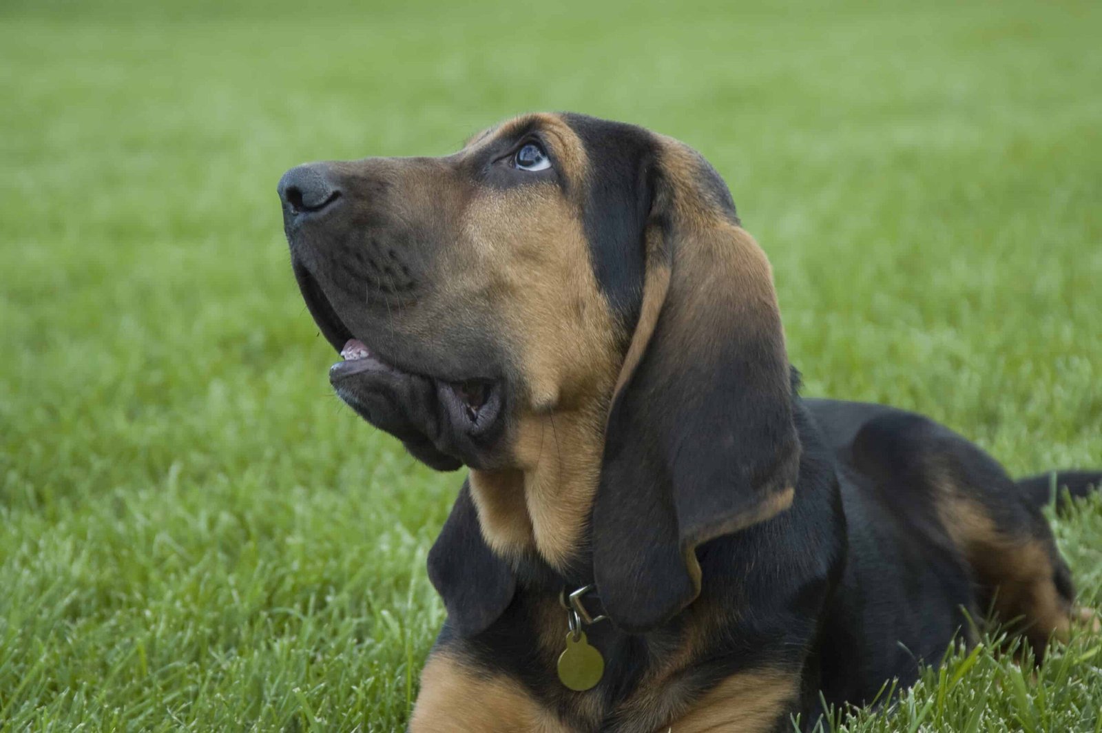 About The Breed: Bloodhound