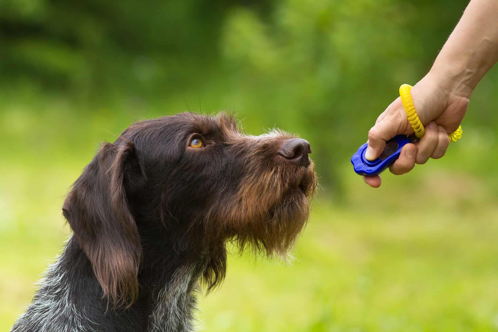 Clicker Training: Teaching Dogs Commands and Tricks