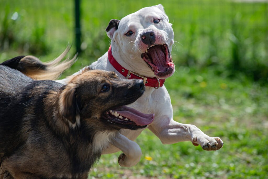 Common Misconceptions About Dog Training