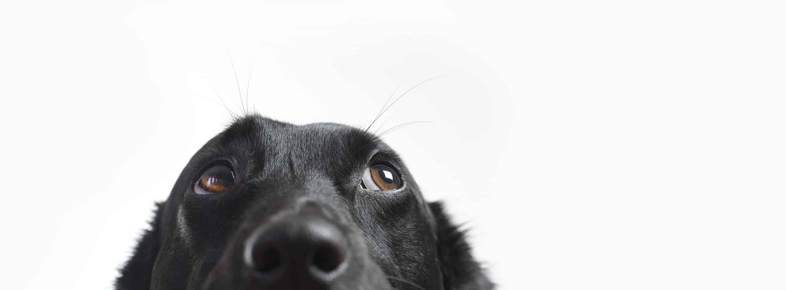 Does ‘Black Dog Syndrome’ Actually Exist?